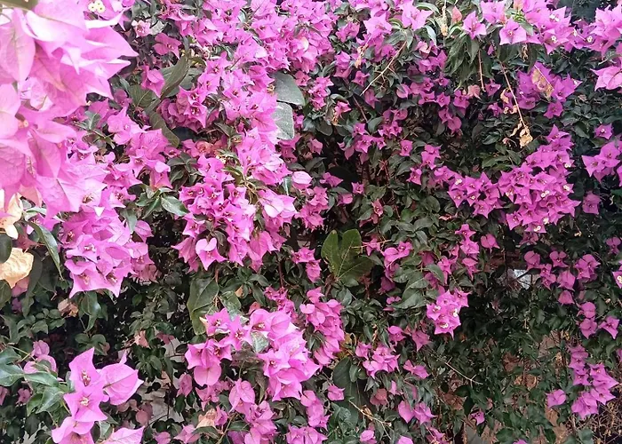 Sophisticated House Casa de Férias *